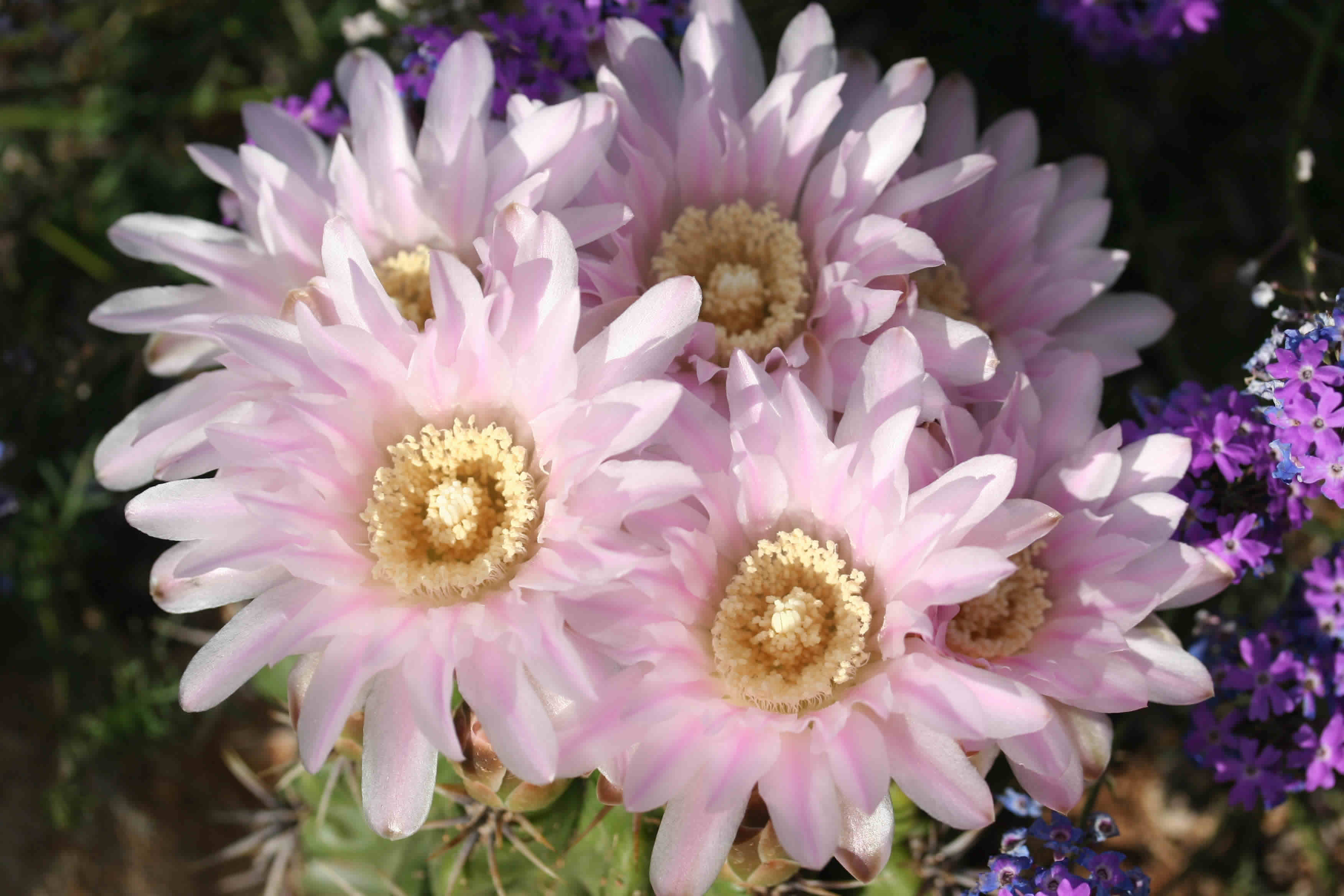 cactus flowers